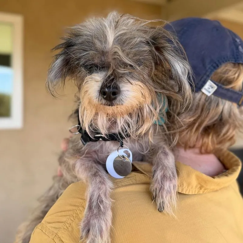 A senior small-sized female Gray / Blue / Silver Toy Fox Terrier dog named Lillie Marie for adoption in Ramona, CA