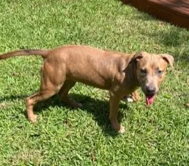 A baby medium-sized female Brown / Chocolate Staffordshire Bull Terrier dog named Charlotte for adoption in Longwood, FL