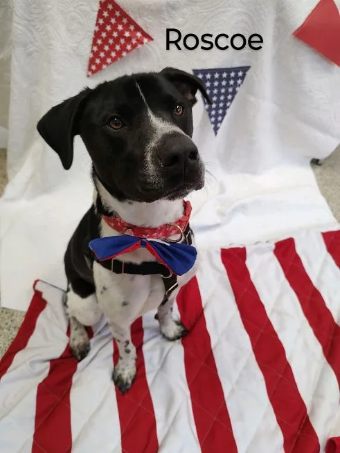 Roscoe thumbnail 5