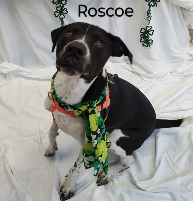 Roscoe thumbnail 6
