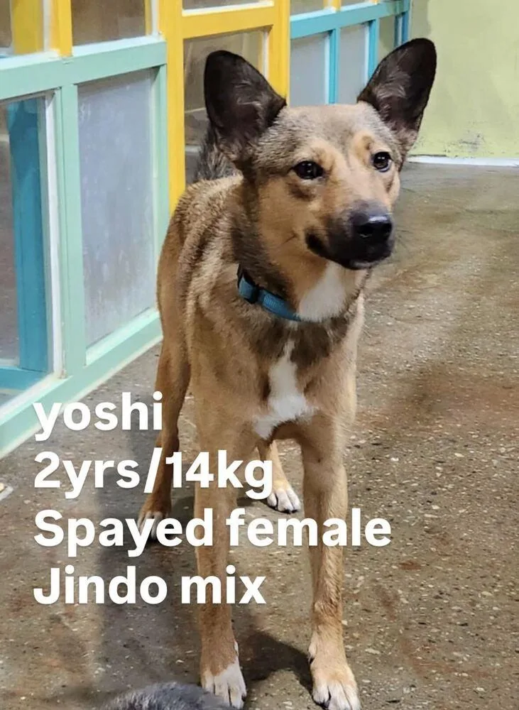 A young medium-sized female Brown / Chocolate Jindo dog named Yoshi for adoption in Long Island City, NY