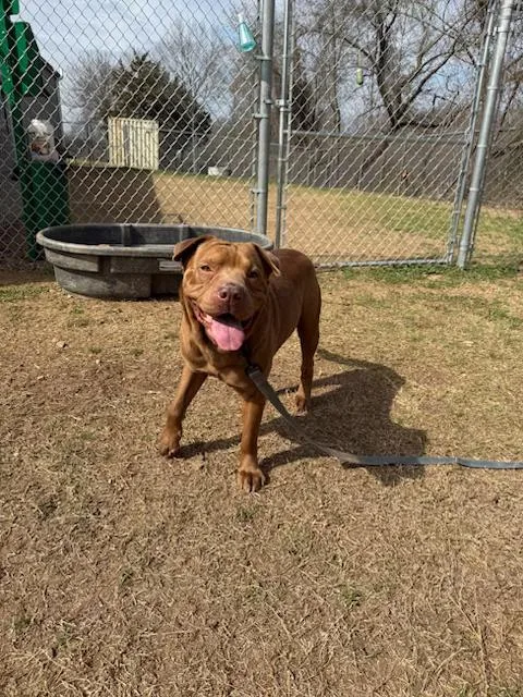 An adult medium-sized male Golden Labrador Retriever dog named Brutus for adoption in Conway, AR