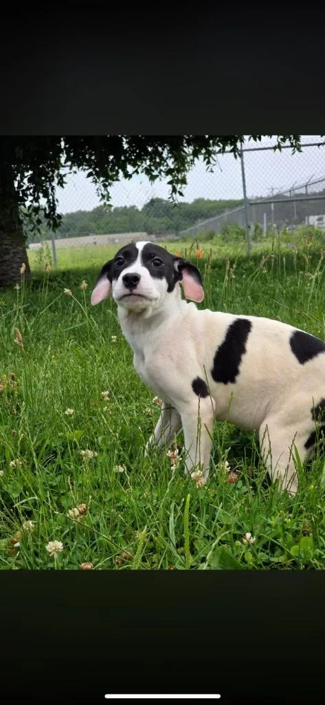 A baby medium-sized female Catahoula Leopard Dog dog named Tiana for adoption in Huntington, IN