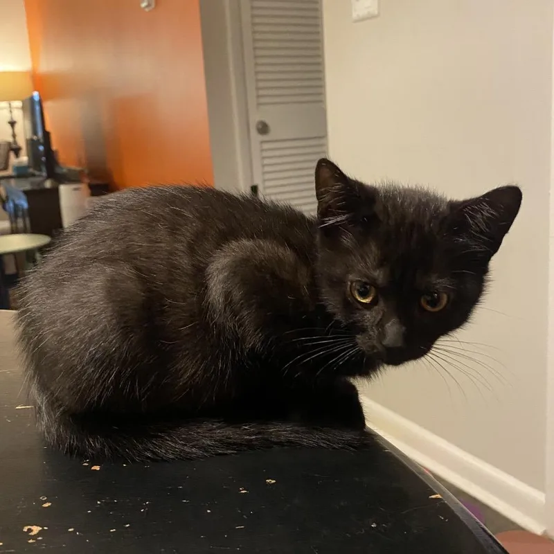 A baby small-sized male Black Domestic Short Hair cat named Taj for adoption in Roswell, GA