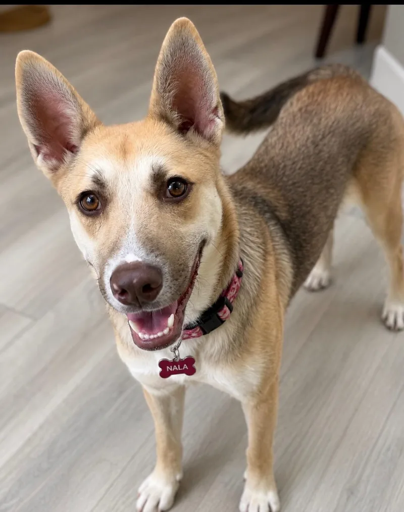 A young medium-sized female Golden German Shepherd Dog dog named Nyla for adoption in Houston, TX