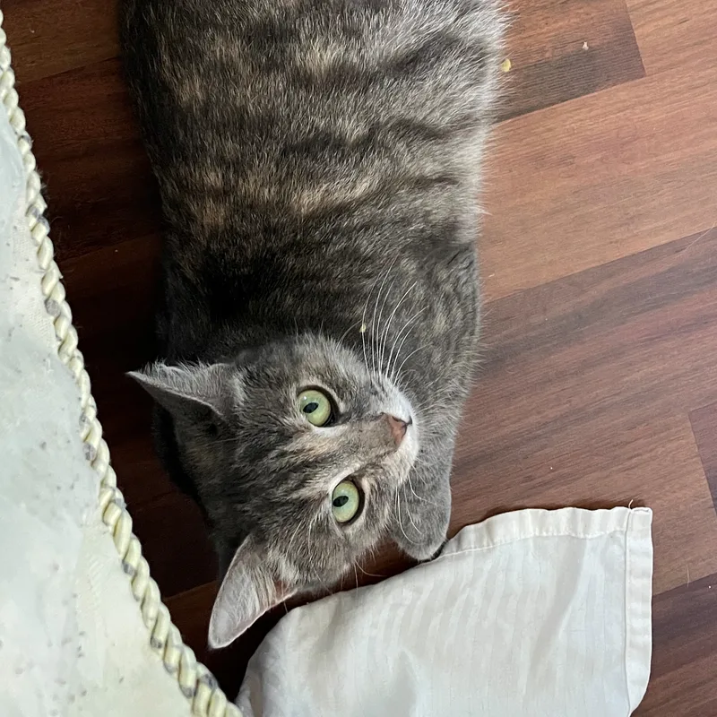 Isabella thumbnail 3