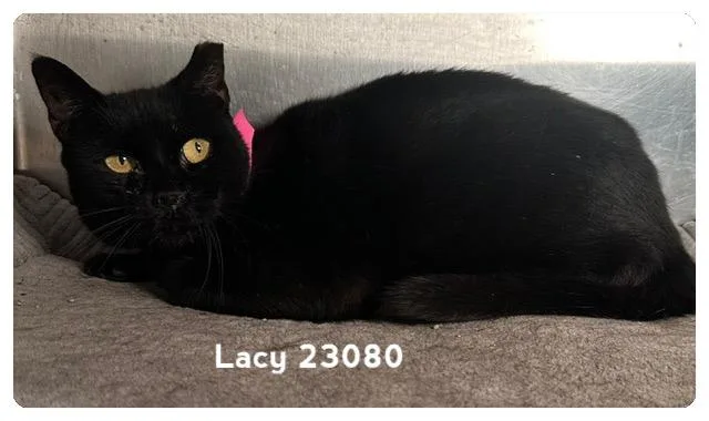 A senior medium-sized female Black Domestic Short Hair cat named Lacy for adoption in Marietta, GA