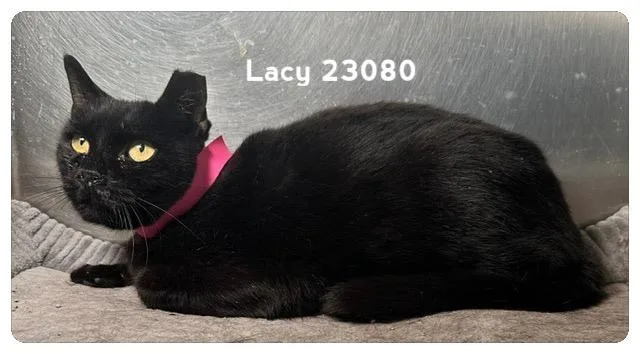 Lacy thumbnail 3
