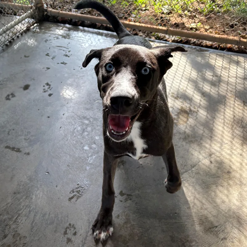 A young medium-sized female Black Mountain Cur dog named Nox for adoption in Edinburg, VA
