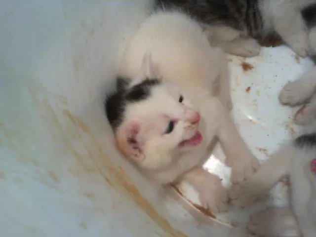 A baby small-sized male Domestic Short Hair cat named Maximum for adoption in Charlotte, NC