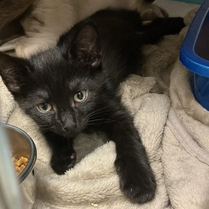 A baby small-sized male Black Domestic Short Hair cat named Revere for adoption in Elizabeth City, NC