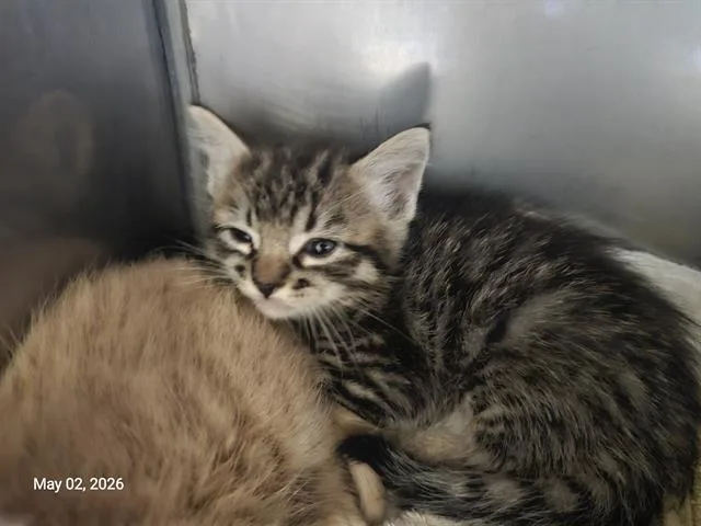 A baby small-sized male Domestic Short Hair cat named Colby for adoption in Santa Cruz, CA