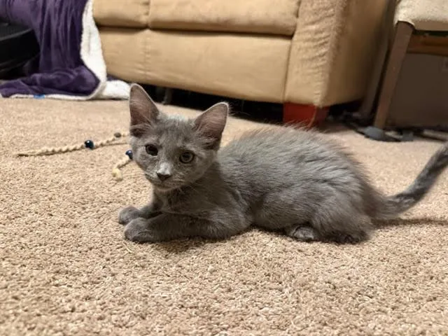 A young medium-sized female Gray / Blue / Silver Domestic Long Hair cat named Aurora for adoption in Fort Collins, CO