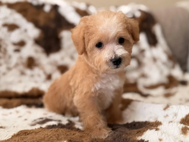 Biscuit