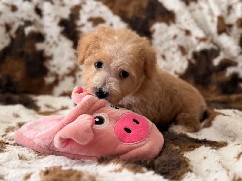 Biscuit thumbnail 5
