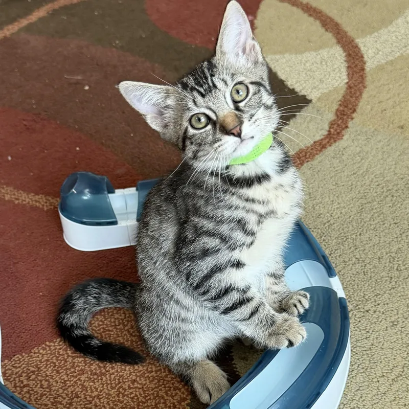 A baby medium-sized male Tabby (Brown / Chocolate) Domestic Short Hair cat named Maserati for adoption in Duluth, GA