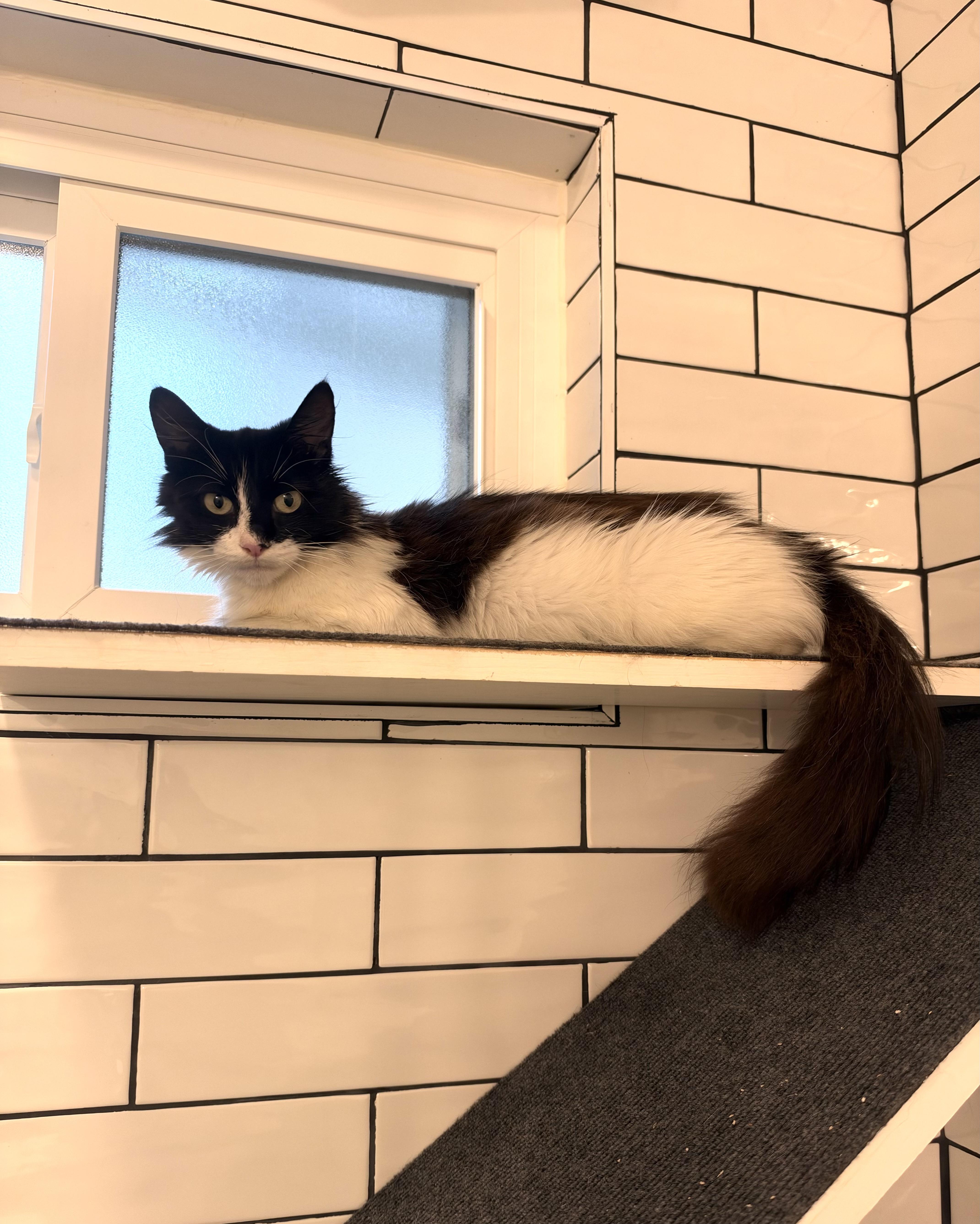 A young medium-sized female Black & White / Tuxedo Domestic Short Hair cat named Penny for adoption in Hoboken, NJ