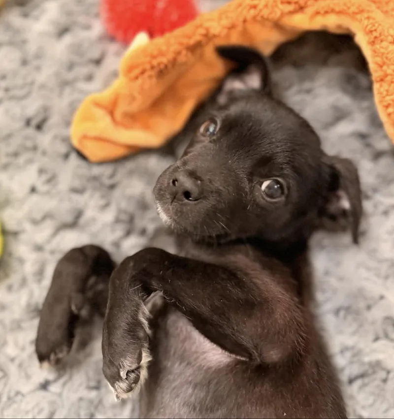 A baby medium-sized male Terrier dog named Wyatt for adoption in Saint Petersburg, FL