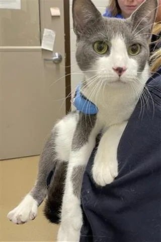 An adult medium-sized female Domestic Short Hair cat named Camila for adoption in Derwood, MD