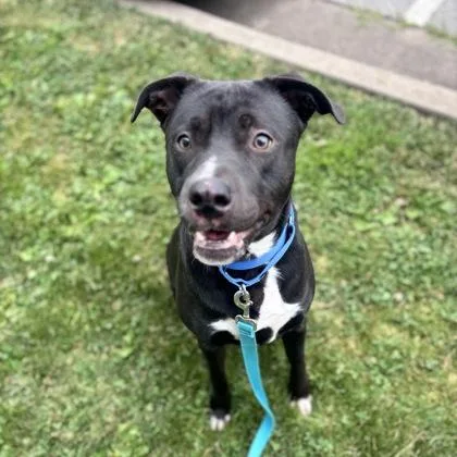 A young large-sized male Mixed Breed dog named Kane for adoption in Merriam, KS