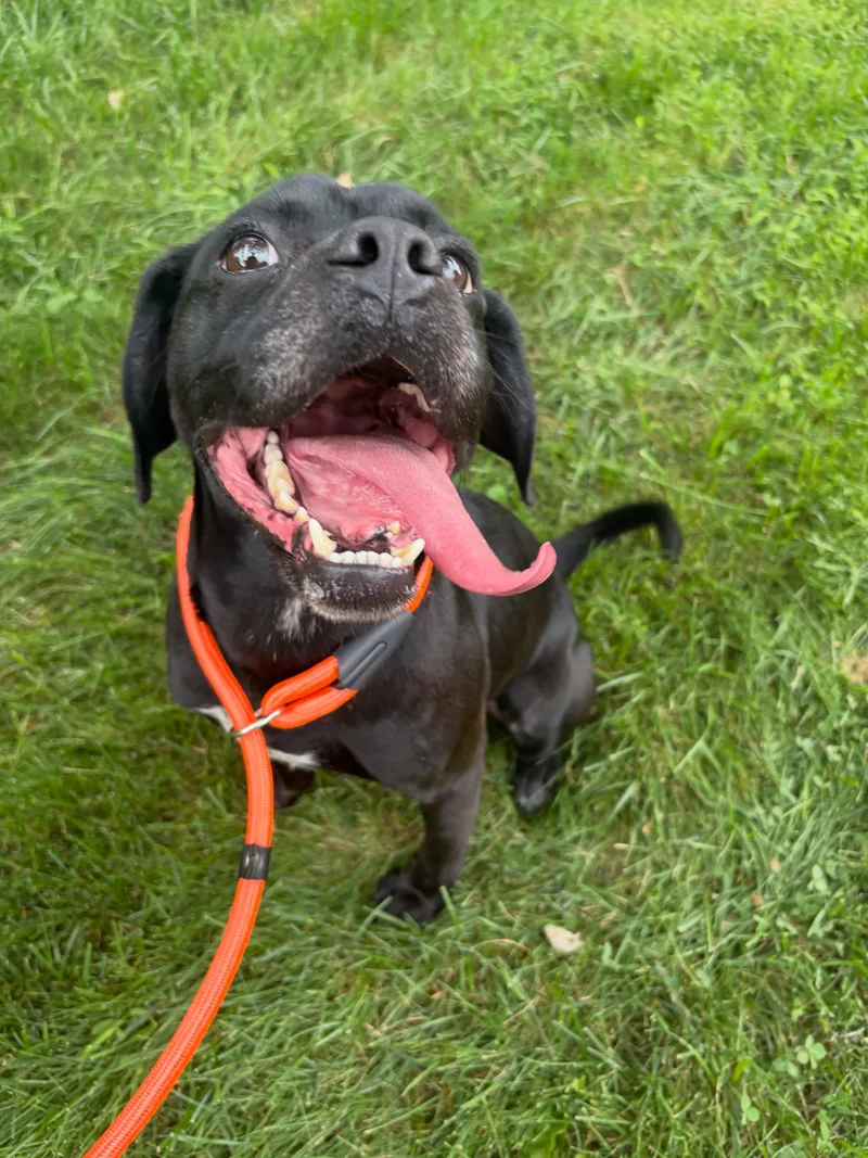 An adult small-sized male Black Puggle dog named Lucky for adoption in Baltimore, MD