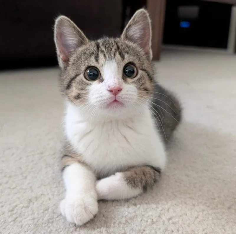 Courtney thumbnail 2