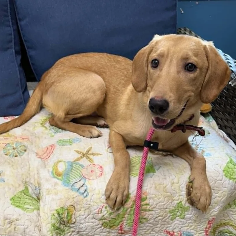 A young medium-sized male Golden Labrador Retriever dog named Dime for adoption in Sunderland, MD