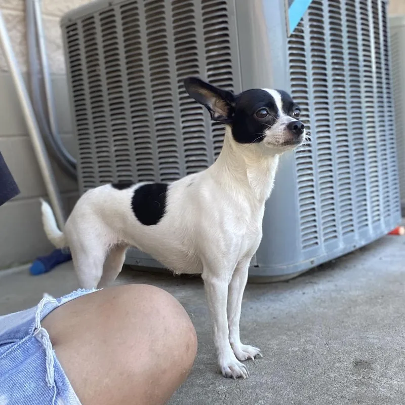 An adult small-sized female Terrier dog named Carrie for adoption in Caryville, TN