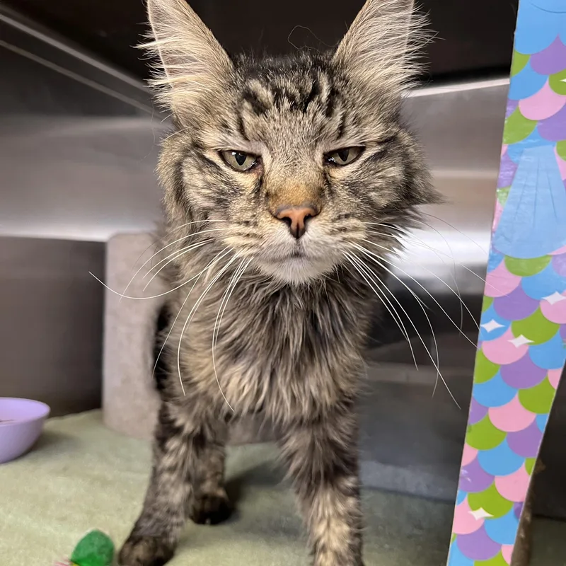 A young medium-sized female Tabby (Buff / Tan / Fawn) Domestic Medium Hair cat named Sivir for adoption in Washington, UT