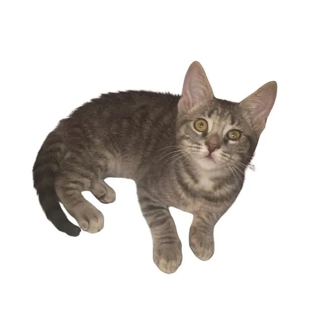 A baby small-sized female Domestic Short Hair cat named Nile for adoption in Auburn, CA