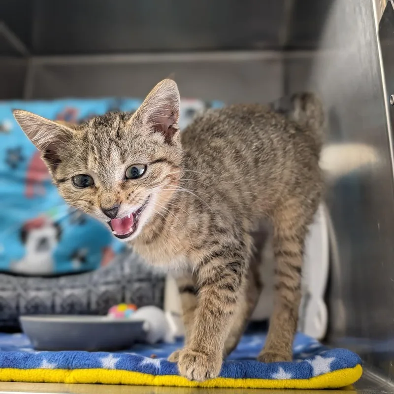 A baby small-sized female Gray / Blue / Silver Domestic Short Hair cat named Zowie for adoption in Detroit Lakes, MN