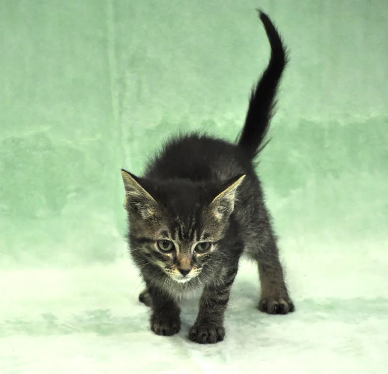 A baby medium-sized male Tabby (Gray / Blue / Silver) Domestic Short Hair cat named Romulus for adoption in Union Gap, WA