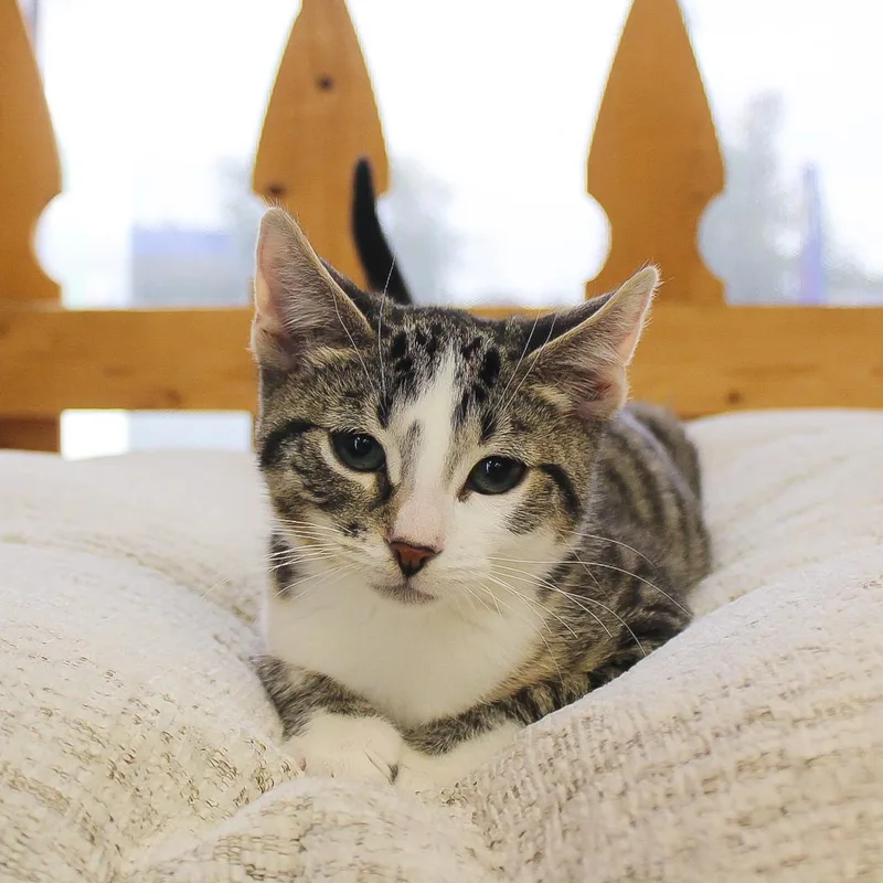A baby medium-sized male Tabby cat named Creedance for adoption in Wayne, NJ