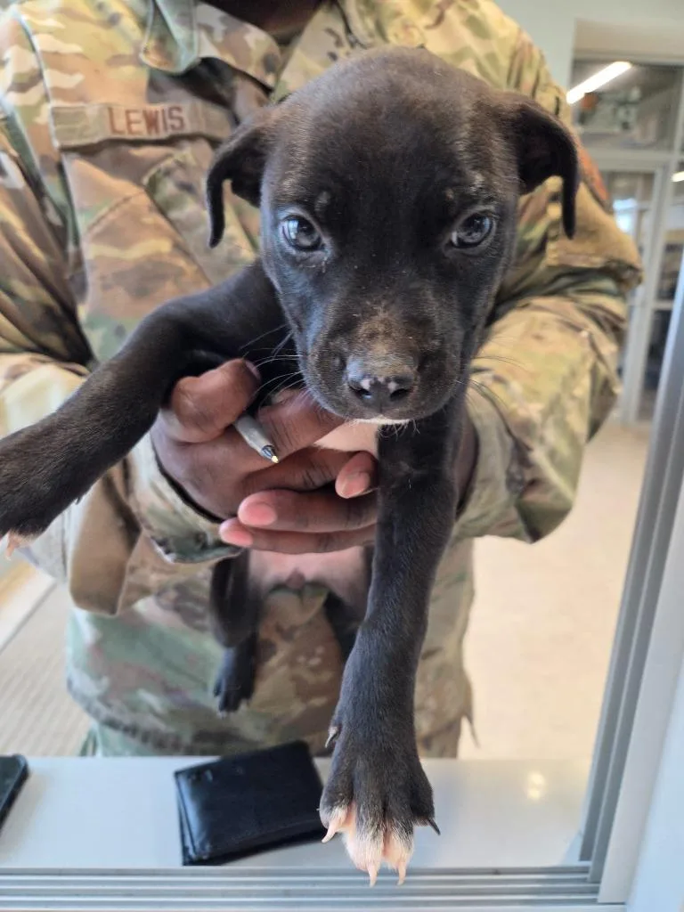 A baby small-sized female Mixed Breed dog named Blair for adoption in Bossier City, LA