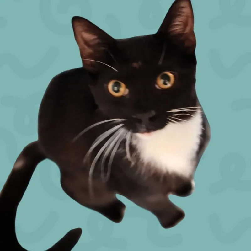 A baby medium-sized male Black Domestic Short Hair cat named Wally for adoption in Reno, NV