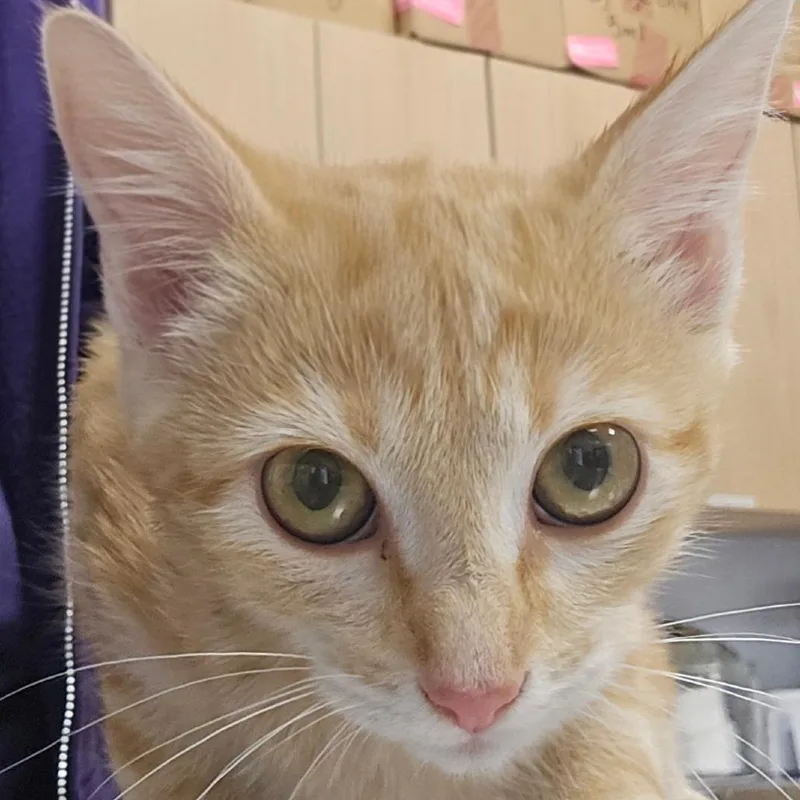 A baby small-sized male Orange / Red Domestic Short Hair cat named Bobbie for adoption in Madisonville, TN