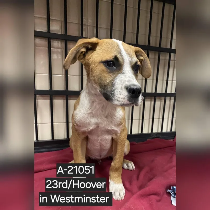 A baby small-sized male Yellow / Tan / Blond / Fawn Pit Bull Terrier dog named Wagsstray_ for adoption in Westminster, CA