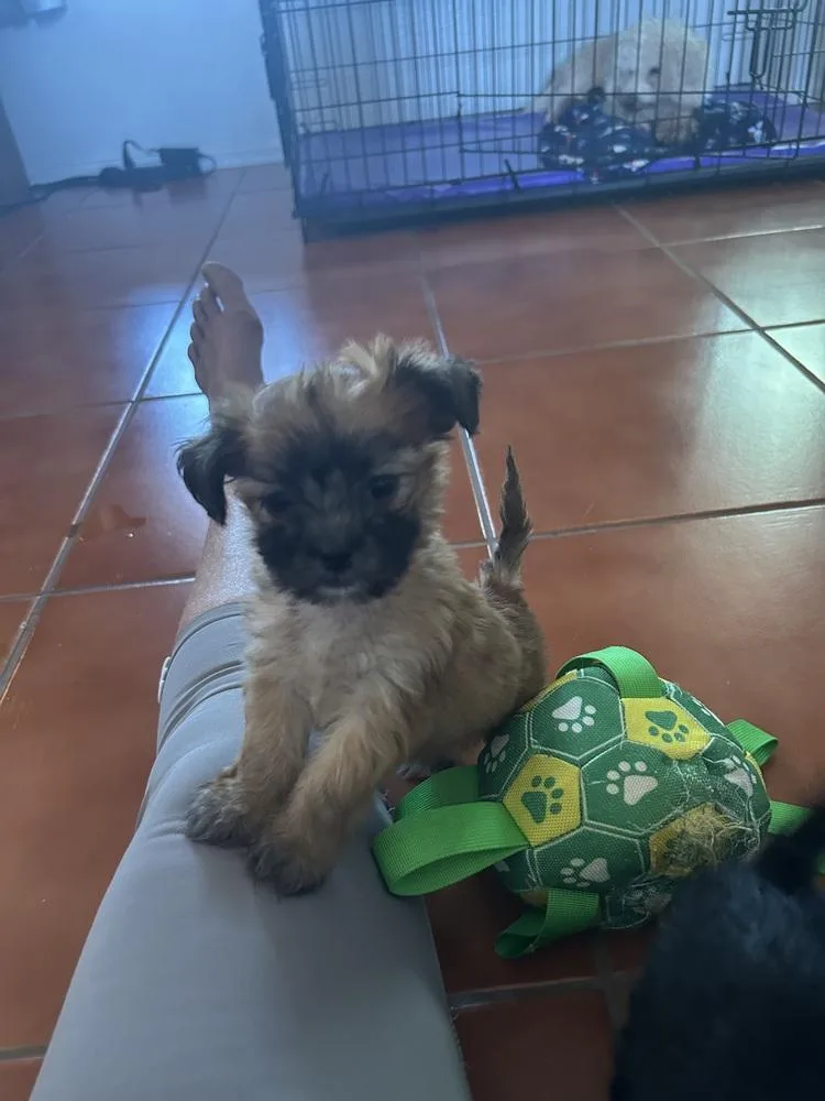 A baby small-sized female Brown / Chocolate Shih Tzu dog named Sophia for adoption in TUCSON, AZ