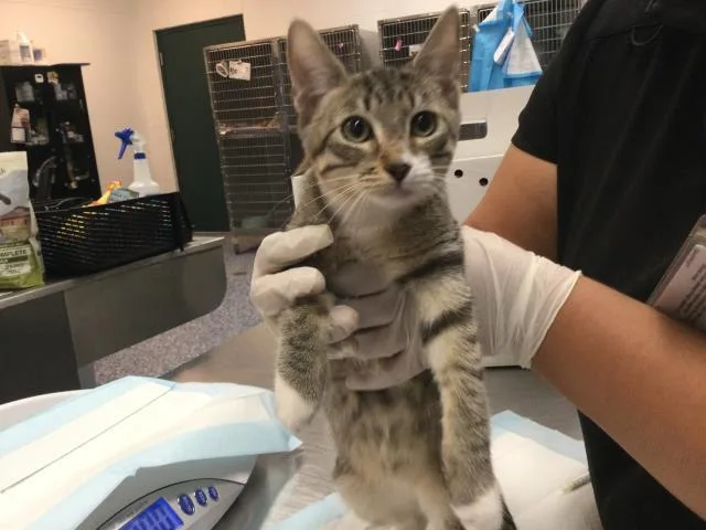 A baby small-sized male Domestic Short Hair cat named A for adoption in Thousand Palms, CA