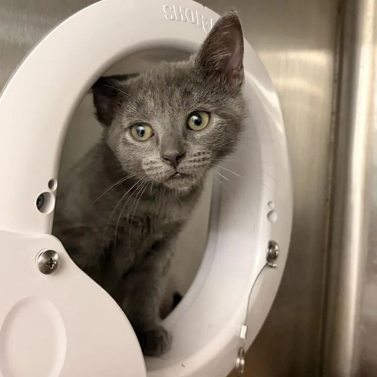 A baby small-sized female Domestic Long Hair cat named Mixtape for adoption in Marshall, VA