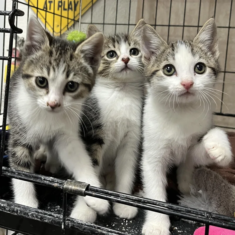A baby medium-sized female Tabby (Gray / Blue / Silver) Domestic Short Hair cat named Blossom for adoption in Shingletown, CA