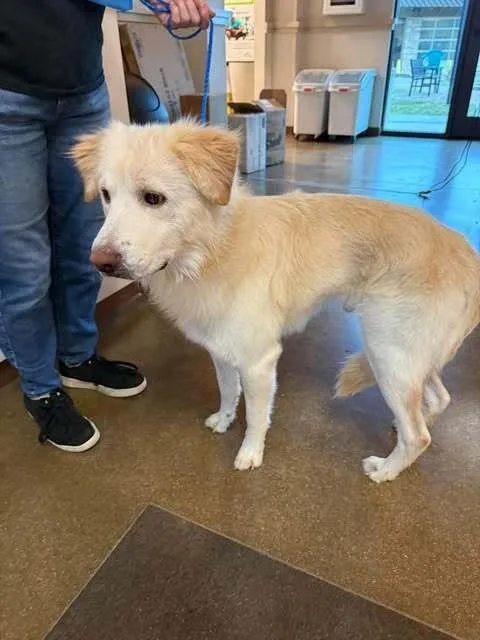An adult large-sized male Retriever dog named Gomez for adoption in Dallas, TX