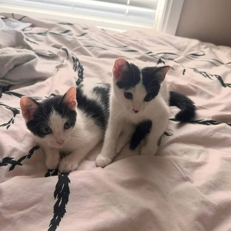 A baby medium-sized female Domestic Short Hair cat named Affogato & Bomboloni for adoption in Brooklyn, NY