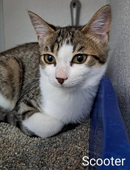 A baby medium-sized male White Domestic Short Hair cat named Scooter for adoption in Manning, SC