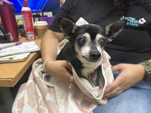 A senior small-sized male Chihuahua dog named Lucas for adoption in Oceanside, CA
