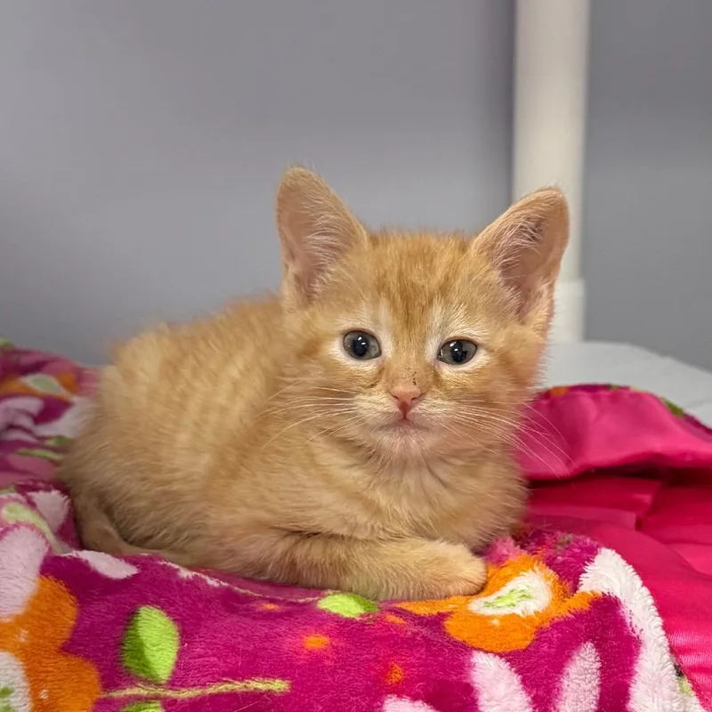 A baby small-sized female Buff / Tan / Fawn Domestic Short Hair cat named Ricrac for adoption in Archbold , OH