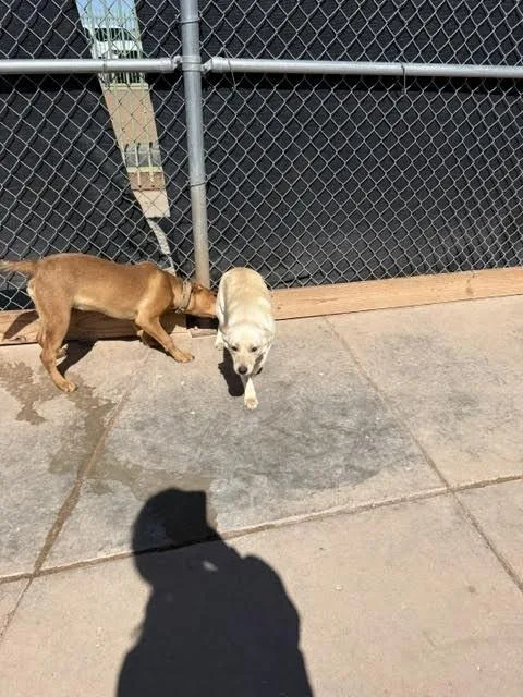 An adult medium-sized female Yellow / Tan / Blond / Fawn Mixed Breed dog named Athena for adoption in Hobbs, NM
