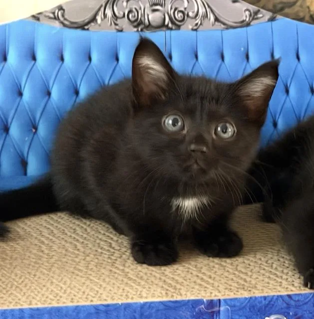A baby small-sized male Domestic Short Hair cat named Thunder Zoolander for adoption in Sacramento, CA