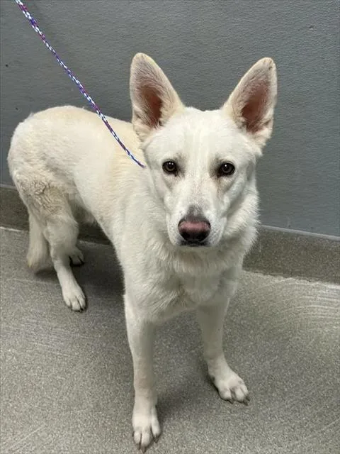 An adult large-sized male German Shepherd Dog dog named Casper for adoption in Las Vegas, NV