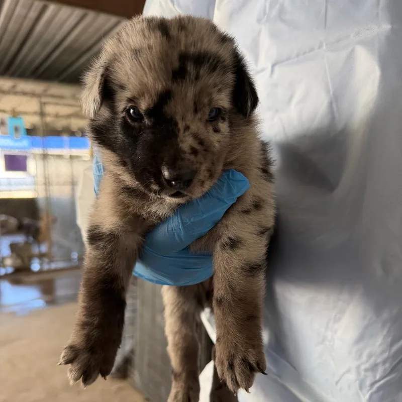 A baby small-sized female Gray / Blue / Silver Australian Cattle Dog / Blue Heeler dog named Carola for adoption in Edinburg, TX